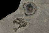 Shale With Two Ichthyosaur Vertebrae - Germany #114185-2